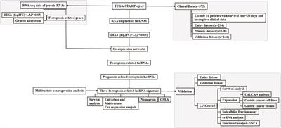 Establishment and Validation of a Ferroptosis-Related Long Non-Coding RNA Signature for Predicting the Prognosis of Stomach Adenocarcinoma